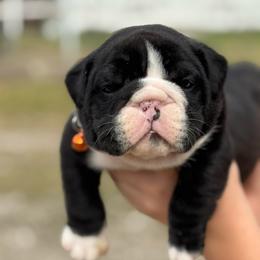 Boy 1 - Brindle male Bulldog puppy in Quinlan, Texas from Wright Way Retrievers