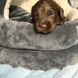 Tank - Chocolate male Australian Labradoodle puppy in Calhoun, Louisiana from Arrowhead Australian Labradoodles