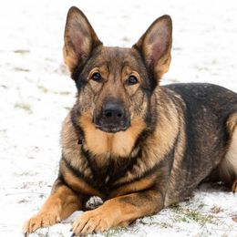 German Shepherds from Von Haus Wick German Shepherds