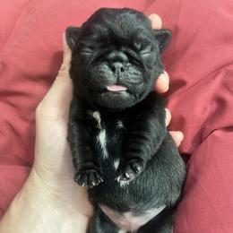 Juniper - Black female Pug puppy in Glendale/Azalea, Oregon from Malta Pugs