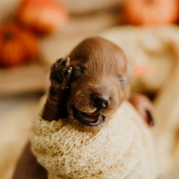 Girl 1 - Poodle puppy from Vegas Toy Poodles