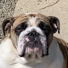 Karina - English Bulldog
