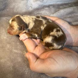 7 - Red Merle Male - Red merle male Miniature Australian Shepherd puppy in Peoria, Arizona from B My Sunshines Mini Aussies