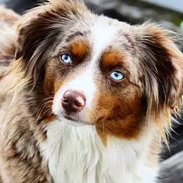 Aussiedoodles, Miniature Australian Shepherds, and Poodles from Woodwind Miniatures