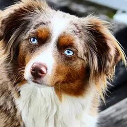 Aussiedoodles, Miniature Australian Shepherds, and Poodles from Woodwind Miniatures
