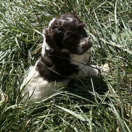 Onion - Chocolate male Labradoodle puppy in Somerset, California from Annie’s Animals