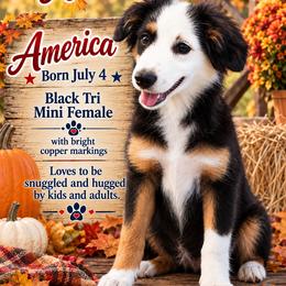America - Black tri female Miniature Australian Shepherd puppy in Port Saint Lucie, Florida from Charlene Brannon's Mini Australian Shepherds