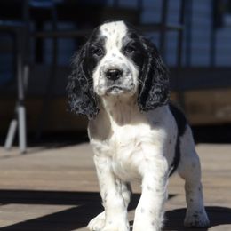 Breeze - English Springer Spaniel puppy from SarMel