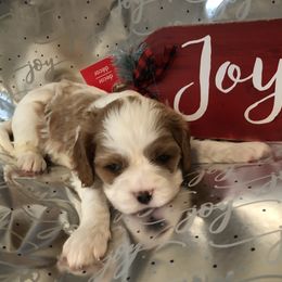 Cavalier King Charles Spaniel All Grown Up from Cutie Pie Cavaliers