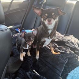 Bentley - Chihuahua