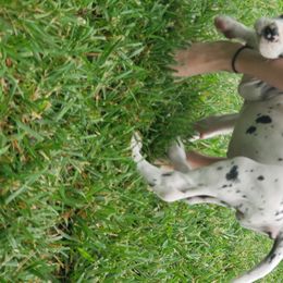 Great Dane Puppies from Gentle Giants of Tennessee Great Danes