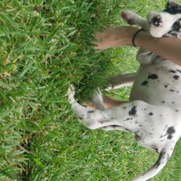 Great Dane Puppies from Gentle Giants of Tennessee Great Danes