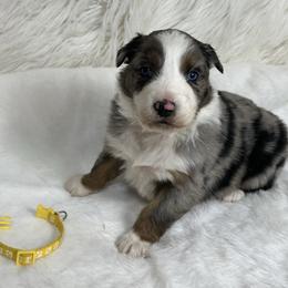 Trixi - Blue merle female Australian Shepherd puppy in Vail, Iowa from Homegrown Huskies