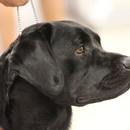 Labrador Retriever All Grown Up from Everlasting Labradors