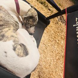Whippet Puppies from Hertzog  Whippets