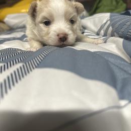 Lucas - White male Pomsky puppy in Oak Harbor, Washington from Island Pomskies