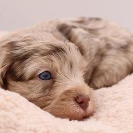 Cavalier King Charles Spaniel, Cavapoo, Havanese, and Havapoo Puppies from Grayfinn House