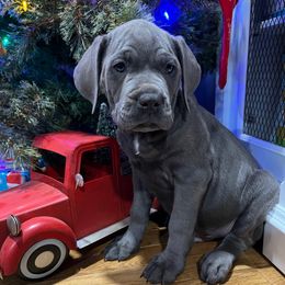 Vixen - Gray male Cane Corso puppy in Lititz, Pennsylvania from Lititz Cane Corsos