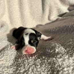 Boy 1 - Pembroke Welsh Corgi puppy in Dugspur, Virginia from Camelot Corgis