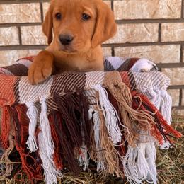 King - Yellow male Labrador Retriever puppy in Melrose, New Mexico from ECMO Farm Dalmatians & Labrador Retrievers
