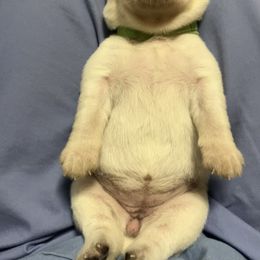 Labrador Retriever Puppies from Joy Luck Labs, LLC