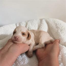 Atlas - Parti male Goldendoodle puppy in Austin, Texas from Cedarcrest Goldendoodles