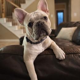 Bruce - Fawn male French Bulldog puppy in Murphy, Texas from Mathew Household Frenchies