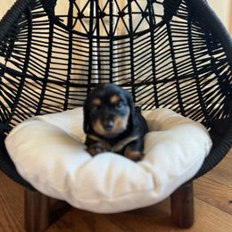 Dachshund Puppies from Scenic City Dachshunds