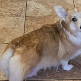 Olivia - Pembroke Welsh Corgi