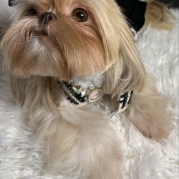 Pretty Girl - Shih Tzu