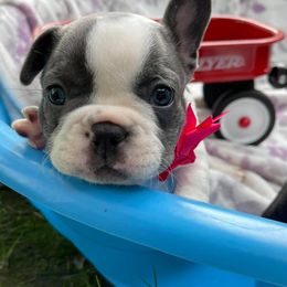 French Bulldogs from Nae Nae's Frenchies