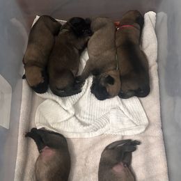 Mastiff Puppies from Halfway Creek Farms