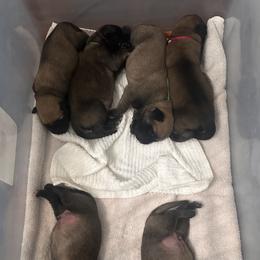 Mastiff Puppies from Halfway Creek Farms