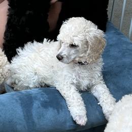 Girl 1 - Poodle puppy from Lake Effect Poodles, Leesa’s Jewlz