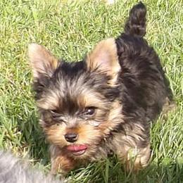 Male3-3054 - Blue and gold male Yorkshire Terrier puppy in Baraga, Michigan from Ojibwa Yorkies