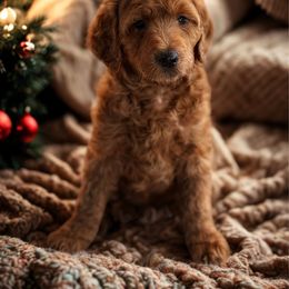 Bernedoodle puppies from Halo BerneDo