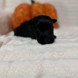 Bailey - Black female Scottish Terrier puppy in Stanford, Kentucky from Bluegrass Scottish Terriers