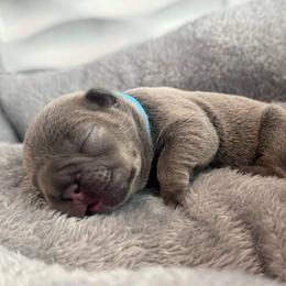 Light Blue collar - Blue fawn male French Bulldog puppy in Santa Rosa, California from Ingram Ranch Frenchies