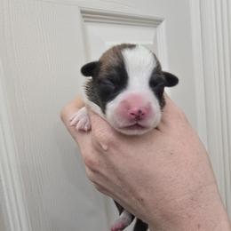 Boy 2 - Fawn male Pembroke Welsh Corgi puppy in Reno, Nevada from PBJ Corgis