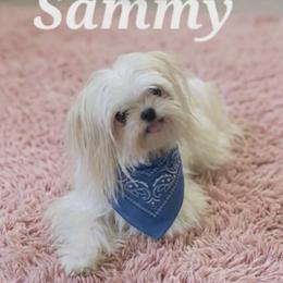 Sammy - White and tan male Maltese puppy in Mooresville, North Carolina from Clearview Canines