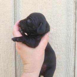 Pearl - Black female Dachshund puppy in Cedarcreek, Missouri from Cedarcreek Dachshunds