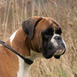 Meko - Boxer