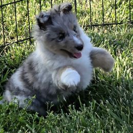 Noah - Blue merle white and tan male Shetland Sheepdog puppy in Luray, Missouri from Krayola Shelties