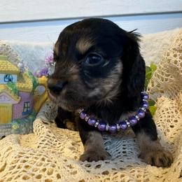 Dove - Black and tan female Dachshund puppy in Saint Peter, Illinois from Ashton’s Doxies of Southern IL