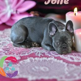 Jolie - French Bulldog