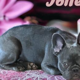 Jolie - French Bulldog