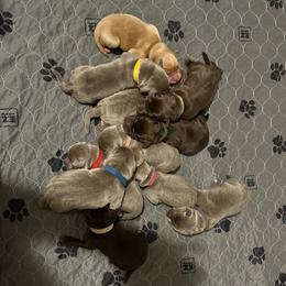 Blue collar - Silver male Dilute Retriever puppy in Douglass, Kansas from JP Kennels, LLC