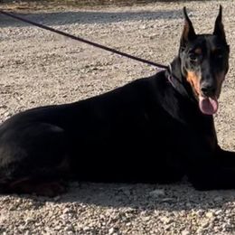 Myshka - Doberman Pinscher