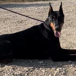 Myshka - Doberman Pinscher