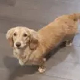 Winnie - Dachshund